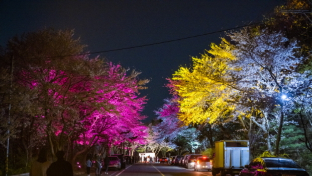 울산 북구, 옛 국도 31호 벚꽃길에 경관조명 설치
