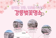 '숨겨진 벚꽃 명소 어디？' 강릉 벚꽃 명소 놀러오세요