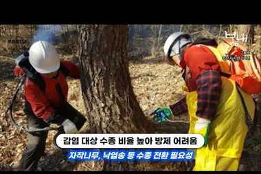 [영상] "보이지 않는 산불 소나무재선충병"… 춘천 산림의 소리 없는 비명