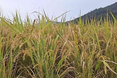 장흥군, '벼 깨씨무늬병 예방 위해 토양관리 철저' 당부