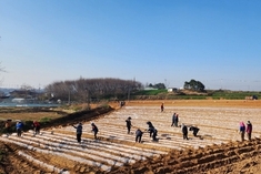 정읍시, 신품종 고구마 '호풍미' 첫 정식…"전 과정 기계화로 효율 높여"