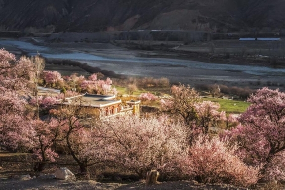 [AsiaNet] 다오푸 살구꽃 축제, 고원 지대의 새로운 문화 관광 통합 조명
