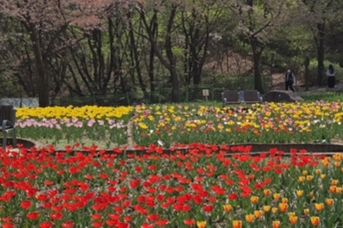 의정부 직동근린공원, 튤립 활짝…쉼과 여유 더한 힐링 공간 조성